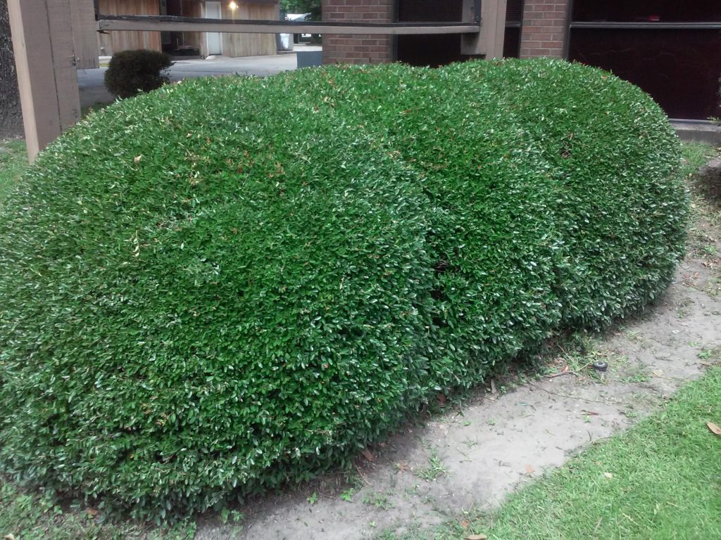 Bush Tree and Hedge trimming